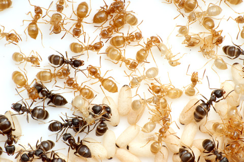 ���ᥤ��������