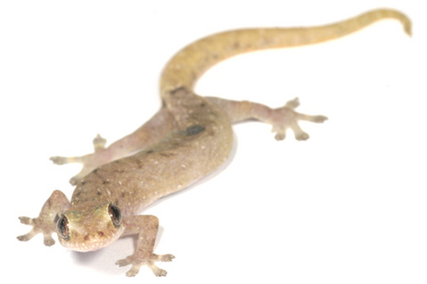 ���Υܥ����