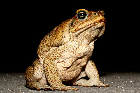 オオヒキガエル