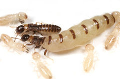 ��ޥȥ�������