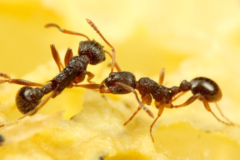 トビイロシワアリ