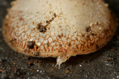 ����Υ�����