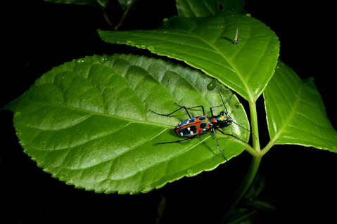 オキナワハンミョウ