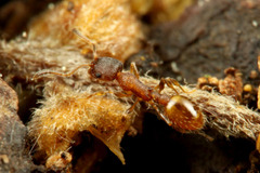 �ҥ��ͥܥ�����