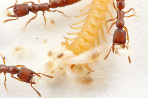 ノコギリハリアリ