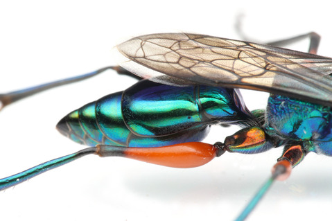 ������ɥ����֥�Х�Ampulex compressa