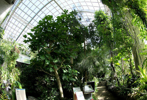 板橋区立 熱帯環境植物館 (8)