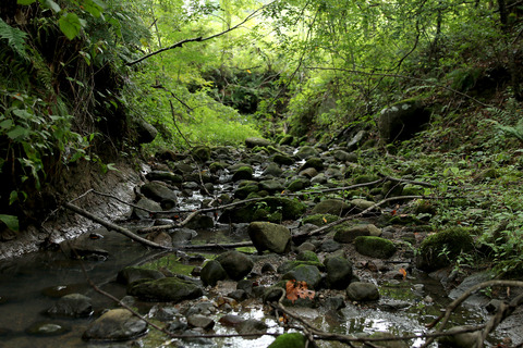 イトヒキミジンアリタケ