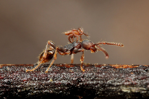 ヒメサスライアリ Aenictus aratus