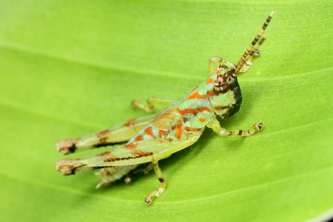 �Хå����ڥ롼