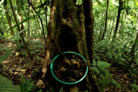 ツヤヒメサスライアリAenictus laeviceps