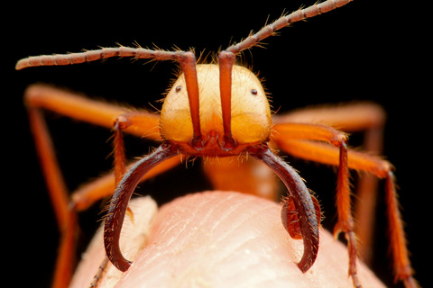 ハマタグンタイアリの好蟻性生物
