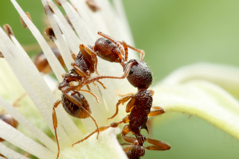 シワクシケアリ