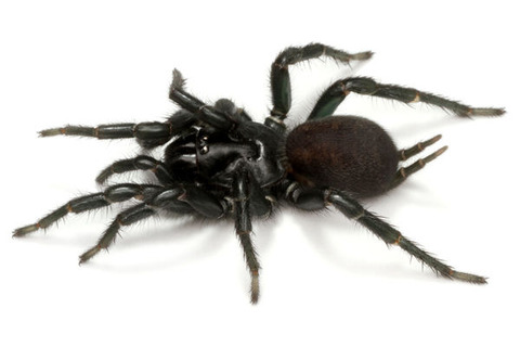 ���ޥߥ��祦������