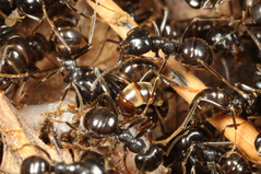 ��������ȥϥͥ�����