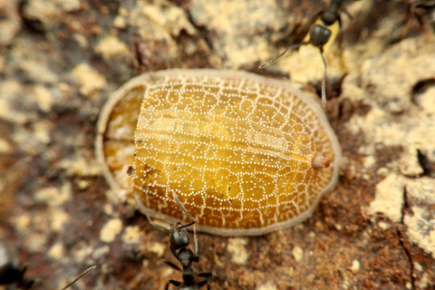 ¥¢¥·¥¸¥í¥Ò¥é¥Õ¥·¥¢¥ê¡¡¥¢¥ê¥Î¥¹¥¢¥Ö