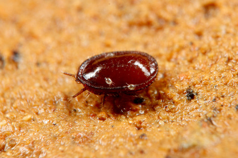 ��ʥ��˥������ȥ��ˤΰ��