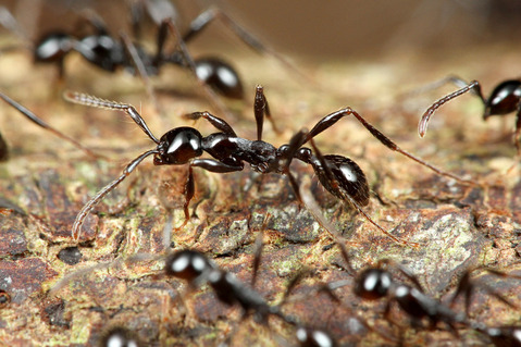 ツヤヒメサスライアリ