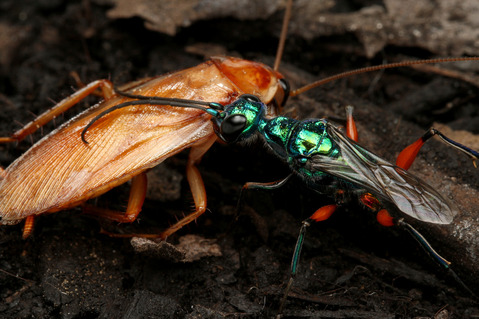 ������ɥ����֥�Х�Ampulex compressa