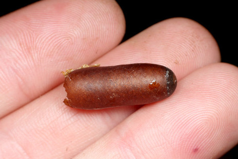 �ѥ�ݥͥ顡Paraponera clavata