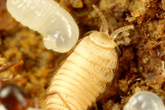 ����Υ�����