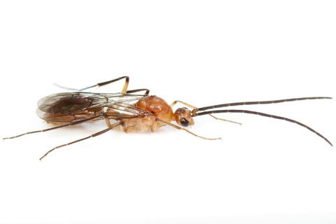 トゲオオハリアリDiacamma sp.