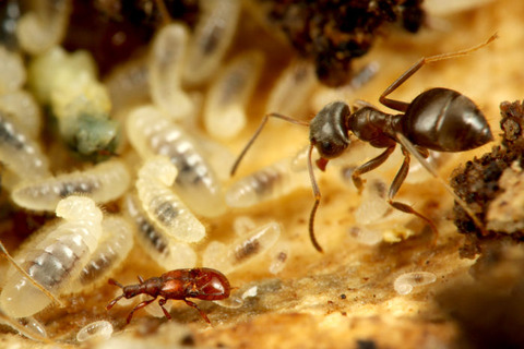 コヤマトヒゲブトアリヅカムシ