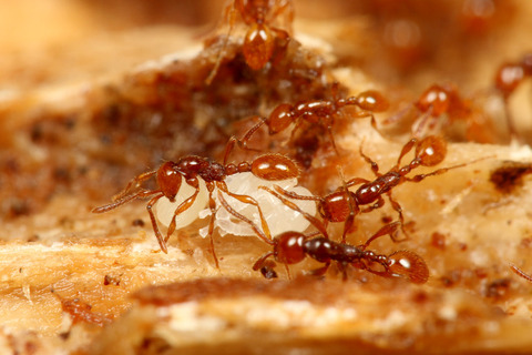 ヒメサスライアリの狩り