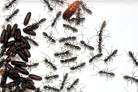 �ȥ������ϥꥢ����ܿ������ˡ�