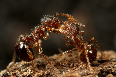 ���ߥᥢ��