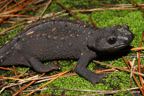 ���ܥ����