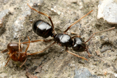 アメイロケアリとヒゲナガアメイロケアリ