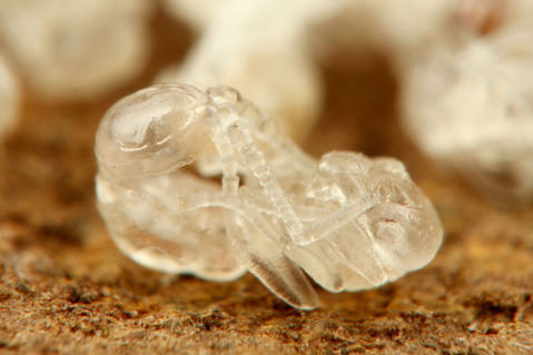 ¥¤¥È¥À¥Ë¤Î°ì¼ï