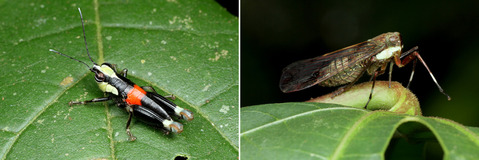 �Хå�-����