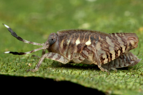 マレーシアの直翅目