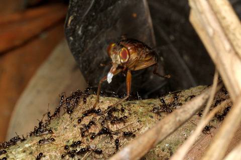 ベンガルバエ捕食