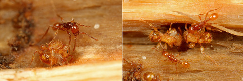 チャイロヒメサスライアリ