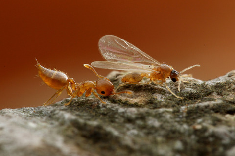 キイロシリアゲアリ Crematogaster osakensis
