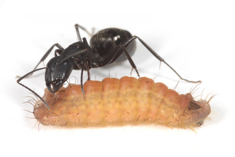 ̪���Ӥ�륯����������