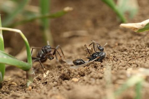 クロナガアリ Messor aciculatus