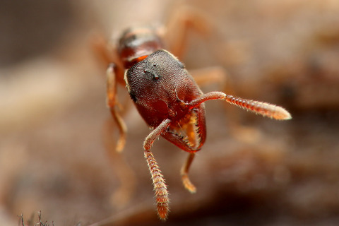 �Υ�����ϥꥢ��η뺧����