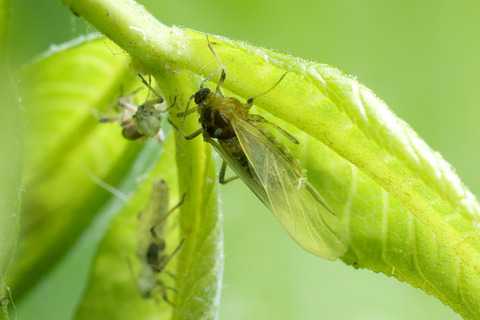 ÀãÃî¤Î°ìÀ¸