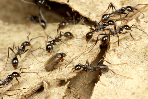 ¥Î¥ß¥Ð¥¨¤È¥Ò¥á¥µ¥¹¥é¥¤¥¢¥ê