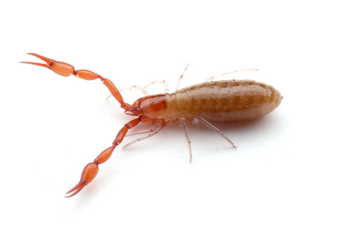 ���˥ॷ�Ķ���