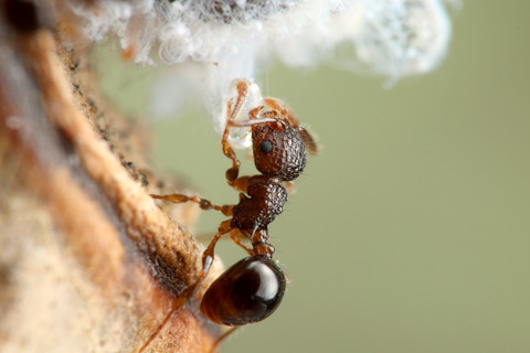 ÀãÃî¤Î°ìÀ¸