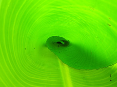 ¥Ð¥Ê¥Ê¡¡¥³¥¦¥â¥ê