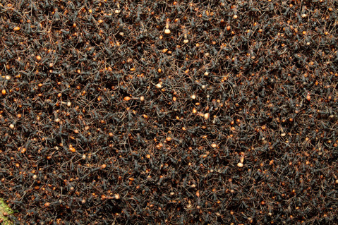 ���󥿥����ꡡ�ӥС���