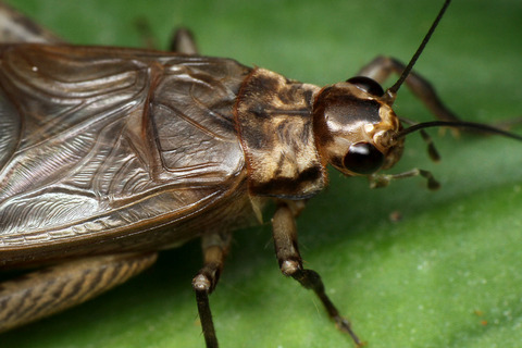 マレーシアの直翅目