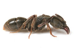 �ĥ��ޥϥꥢ��