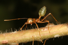 �ĥ८����